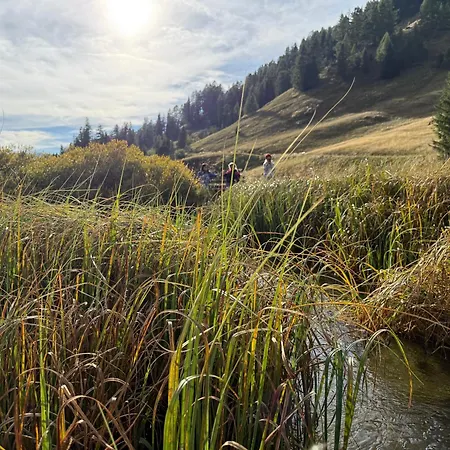 Zwergbirke Apartment